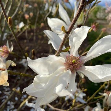 Magnolia kewensis 'Iufer'