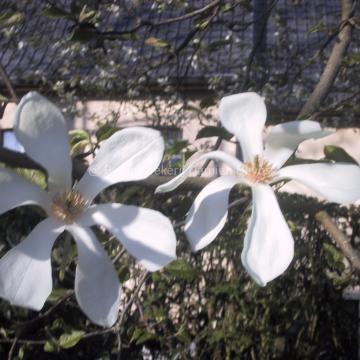 Magnolia kobus