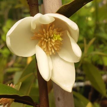 Magnolia laevifolia 'KH-achteraan'