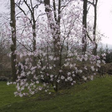 Magnolia loebneri 'Leonard Messel' (x)