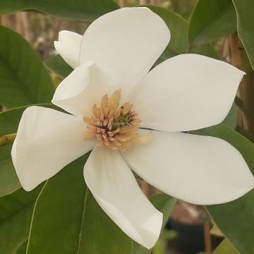 Magnolia maudiae x laevifolia (MF)