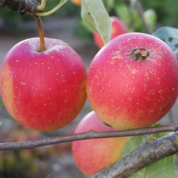 Malus 'Marshall Oyama'