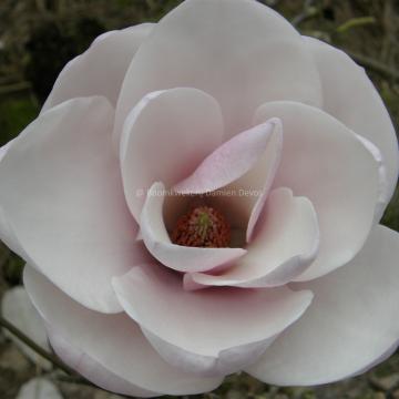 Magnolia 'Milky Way'