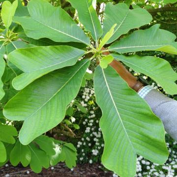 Magnolia officinalis var biloba