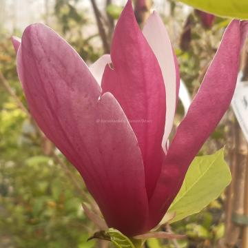 Magnolia 'Old Port'