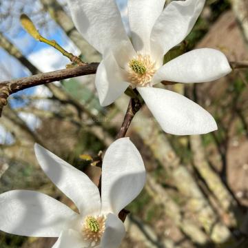 Magnolia proctoriana 'Gloster Form' (x)