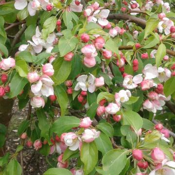 Malus 'Red Jade'