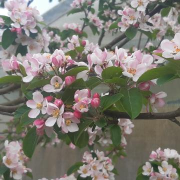 Malus 'Red Sentinel' (x)