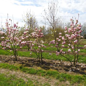 Magnolia soulangeana 'Alexandrina' (x)