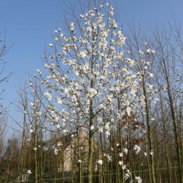 Magnolia salicifolia