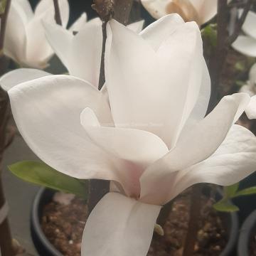 Magnolia soulangeana 'Alba Superba' (x)