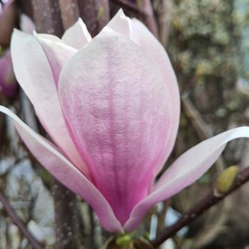 Magnolia soulangiana 'Beugnon'