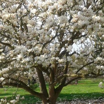 Magnolia soulangeana 'Brozzoni' (x)