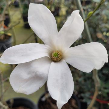 Magnolia salicifolia 'Jermyns'
