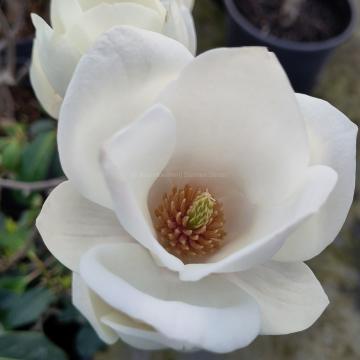 Magnolia soulangeana 'Lennei Alba' (x)