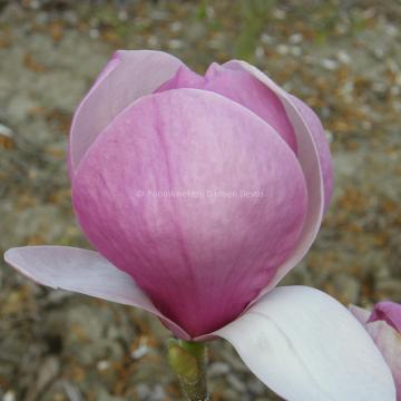 Magnolia soulangeana 'Lennei' (x)