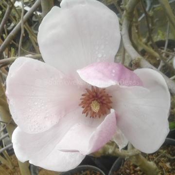 Magnolia soulangeana 'Rustica Rubra' (x)