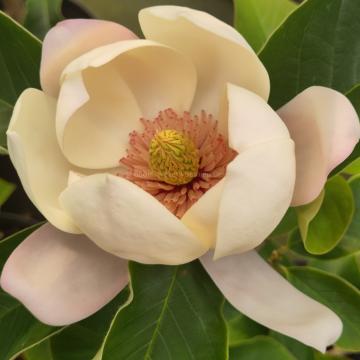 Magnolia 'Summer Solstice' (x)