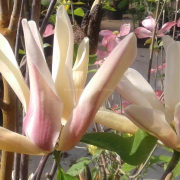Magnolia 'Sun Sprite'