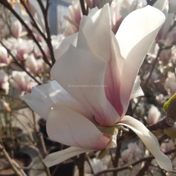 Magnolia soulangeana 'Superba' (x)