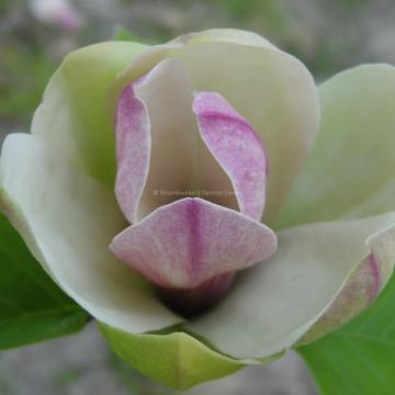 Magnolia 'Sunsation'