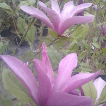 Magnolia 'Susan'