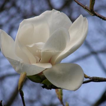 Magnolia 'Sybille'