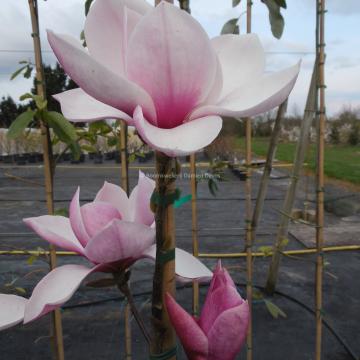 Magnolia 'Tikitere'