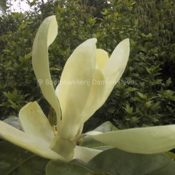 Magnolia thompsoniana 'Olmenhof' (x)
