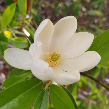 Magnolia virginiana var. australis