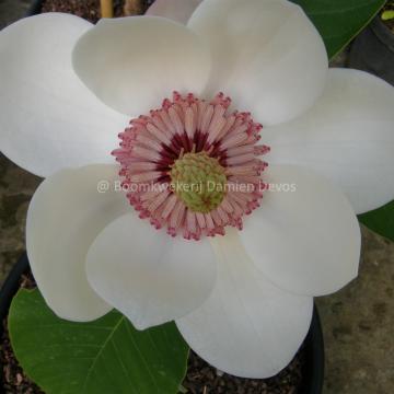Magnolia wieseneri (x)