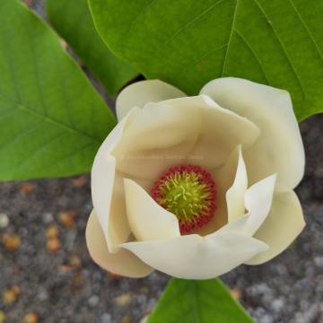 Magnolia wieseneri 'PDS 92247'