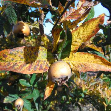 Mespilus germanica