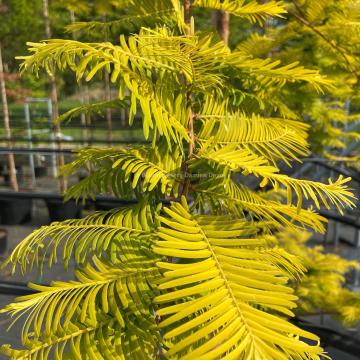 Metasequoia glyptostroboides 'Goldrush'