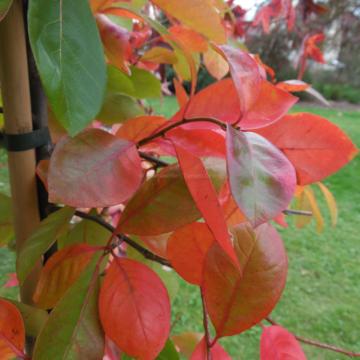 Nyssa sylvatica 'Autumn Cascade'