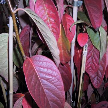 Nyssa sinensis 'Jim Russell'