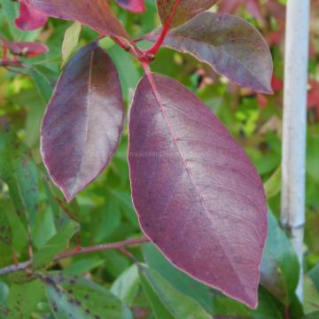 Nyssa sylvatica 'Miss Scarlet'