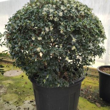 Osmanthus burkwoodii (x) - bol