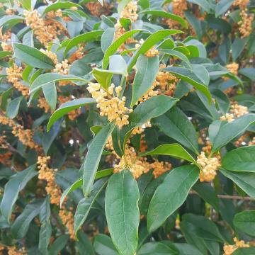 Osmanthus fragrans 'Aurantiacus'