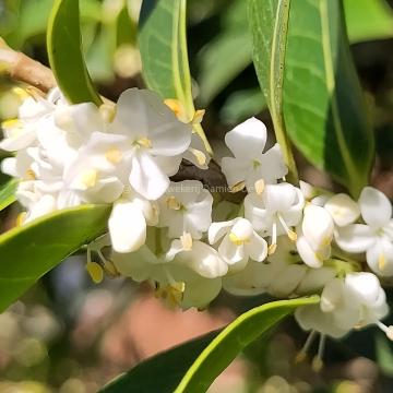 Osmanthus heterophyllus