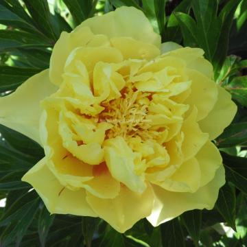 Paeonia 'Bartzella'
