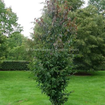 Parrotia persica 'Jodrell Bank'