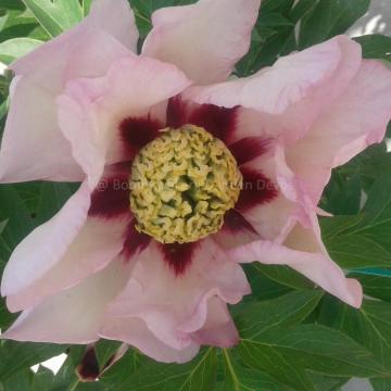 Paeonia 'Pastel Splendor' (Itoh)