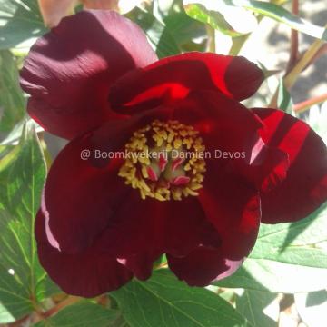 Paeonia 'Scarlet Heaven' (Itoh)