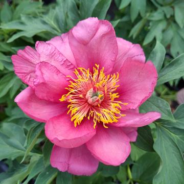 Paeonia 'Yankee Doodle Dandy' (Itoh)