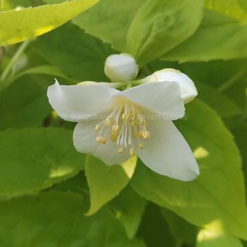 Philadelphus coronarius 'Aureus'