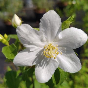 Philadelphus microphyllus