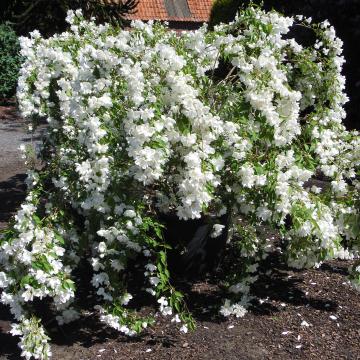 Philadelphus 'White Rock' (='Pekphil')