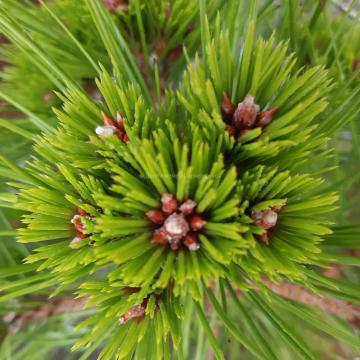 Pinus densiflora 'Low Glow'