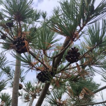 Pinus parviflora 'Glauca'